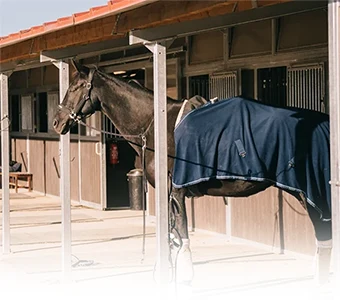 caso de éxito Equus Life